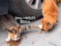 猫界のジャイアン現る！左手でブロックしつつ餌を独り占め