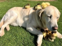 親鳥がいなくなったカモのヒナたち。そのヒナたちの母親役をかってでたラブラドール犬（イギリス）