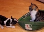 【絶対にかわいい闘い】寝床を取り返したい子犬ｖｓ不動の猫
