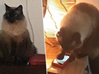 目覚ましアラームが鳴るとすぐに消す猫。おかげで飼い主は遅刻する日々