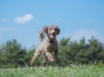 オーストラリアでペット犬の1日1回の散歩を義務付ける法律が発効！