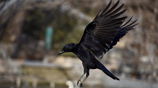 カラスが女性を守るために隣人を襲う