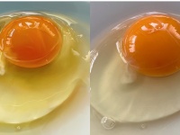 どっちも新鮮でおいしそう...　描かれた「生卵」がリアルすぎてお腹が空いてくるレベル