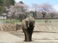 アフリカゾウのマオ（画像提供：盛岡市動物公園、以下同）