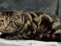 悲しそうな表情を浮かべた「絶望猫」SNSで里親募集をしたところ、引き取り手が殺到
