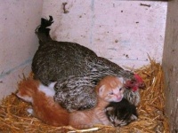あたためてあげましてよ？小さき動物たちをすべて懐に入れてあたためてしまう、母性ダダ漏れなニワトリの母さんズ。