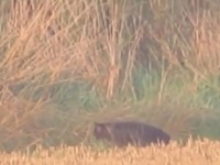 ヒョウ？ヤマネコ？それともUMA？イギリスでミステリアスな大型ネコ科っぽい生物の姿がとらえられる。