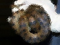 ヘビ世界の聖母マリアかな。オスなしで単為生殖したオオアナコンダ（アメリカ）※ヘビ出演中