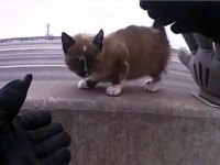 高速道路の中央分離帯で怯えていた猫を保護した警官、永遠の家族となる（アメリカ）