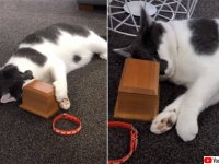 親友を失った猫、遺灰の入った箱に顔をすり寄せる