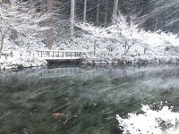 雪が降り始めた24日のモネの池（写真は、フラワーパーク板取提供）