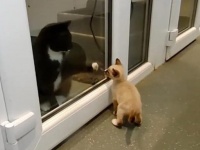 ガソリンスタンドに捨てられていた4匹の子猫。唯一生き残った1匹は施設の猫たちに愛を与える存在に（イギリス）