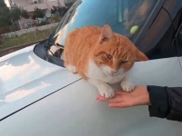 「猫ちゃん、おはよう！」朝、クルマのボンネットでにゃんこが熟睡していたんだけど…