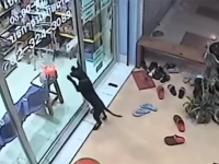 「飼い主探してください」迷子の子犬、かかりつけの動物病院に自力でたどり着き助けを求め、無事再会（タイ）