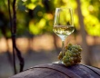 地球温暖化でワインの味が化学的に変わりつつある