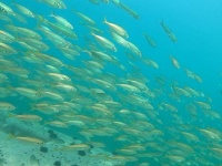 水中には、大量のアジが！