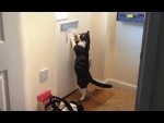 【突撃】郵便物に猛烈アタックするネコさんたち！
