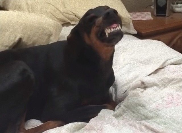 ドーベルマンといえば「クールで怖カッコいい犬！」なはずだった？やらかしドーベルマン総集編