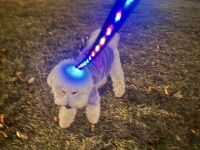 発光物体に記憶を吸い取られる！？ワンちゃんの謎ショットが話題