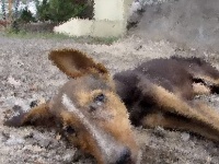 助けてくれる人だ！道に倒れ起き上がることもできない瀕死の犬が最後の力を振り絞って尻尾を振り続ける（インド）