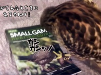 これうまそう！こっちもうまそう！ハンティングガイド本の野生動物の写真を見て狩りまくるタカ（アメリカ）