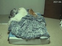 犬と猫、両方飼っている人が就寝時間の様子を早回しで