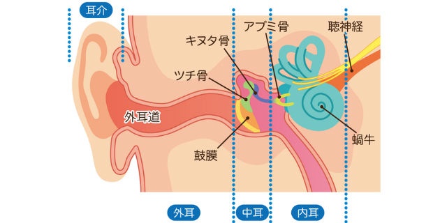 内耳の仕組み