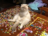 猫のいる家庭ではジグソーパズルのご使用をお控えください、の巻
