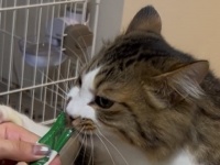 おやつタイムだけムキムキになる子猫ちゃんに17万人夢中　「僧帽筋やば」「肩幅広」