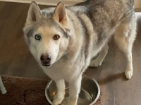 もはやお約束。ハスキーのゼウス、水がないと大騒ぎ