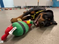 ワンコたちにもメリークリスマス！今年も保護犬たちが嬉しそうにおもちゃを選ぶよ