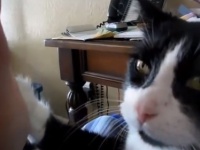知ってた？猫も犬のように「お手」ができる。ハイタッチする猫たちの映像総集編