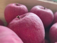 表面にあるボコボコが「いぼり」。Kudo Apple farmさん（＠1987813）のツイートより