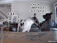 犬のお医者さんごっこが微笑ましい。グレートデーンの兄弟が獣医のマネして頭部検査