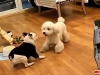 犬と犬が向かい合って合わせ鏡の術を発動させていた件