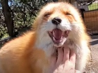 保護キツネのディクシーさん、モフられてまるで嬉し泣きのような声をあげちゃった