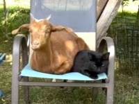 「猫だから丸くなるし、膝の上でお昼寝するよ！」自分を猫だと思って育った子山羊、成長してもやはりその行動は猫のまま？