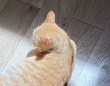 ピンポイントなひなたぼっこを楽しむ猫に3.3万人が心ポカポカ　「スポットライトだ！」「お芝居が繰り広げられそう」