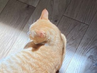 ピンポイントなひなたぼっこを楽しむ猫に3.3万人が心ポカポカ　「スポットライトだ！」「お芝居が繰り広げられそう」