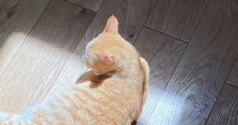 ピンポイントなひなたぼっこを楽しむ猫に3.3万人が心ポカポカ　「スポットライトだ！」「お芝居が繰り広げられそう」
