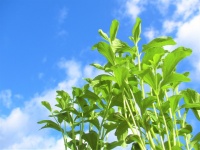 守田化学工業株式会社のプレスリリース画像