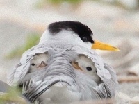 なにこれ魚？ママと子鳥のトランスフォームに海外掲示板がギョッとしていた模様