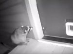 アライグマが住宅に侵入寸前！　撃退したのは〇〇だった！
