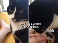 手伝いますにゃ。飼い主が絆創膏を貼る作業をアシストする猫
