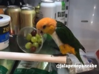 鳥の反抗期？冷蔵庫のぶどうを片っ端から床に落とすシロハラインコ