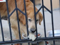 教会の前に捨てられた犬は一晩中飼い主が戻ってくるのを待っていた。