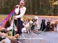20匹の犬たちと一度に散歩！プロフェッショナルなお散歩屋さんが目指す新たな目標とは