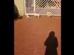 犬だけかと思ったら…？　ワンコに混じってワンワン吠えるオウム。