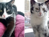 体に雪景色を持つ猫。もともとは黒白のハチワレ猫だったが徐々に変化（アメリカ）