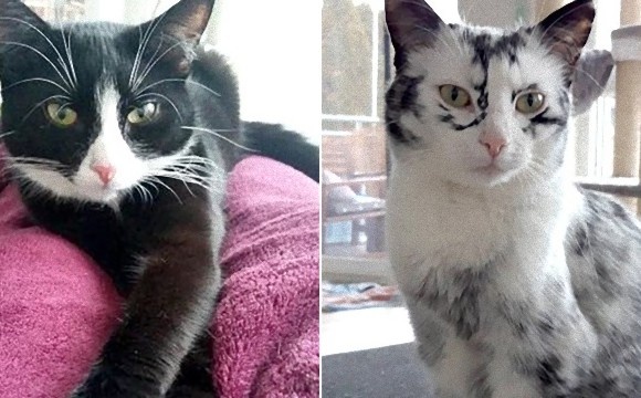 体に雪景色を持つ猫。もともとは黒白のハチワレ猫だったが徐々に変化（アメリカ）